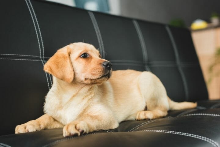 Best Leather Couch for Dog Owners and Kids