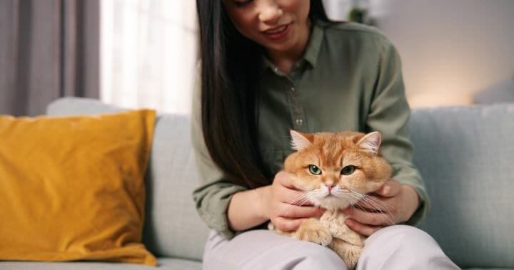 Best Couches For Cat Owners